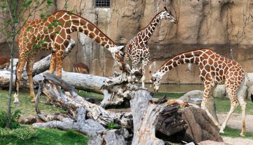 
Giraffes, like the elephants, benefit from freshly cut tree limbs, delivered by local...