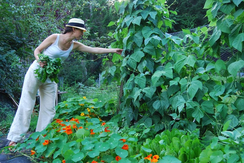 Cristina Fox,  co-owner of Go With the Flow Kayak Adventures, picks fresh beans from her...