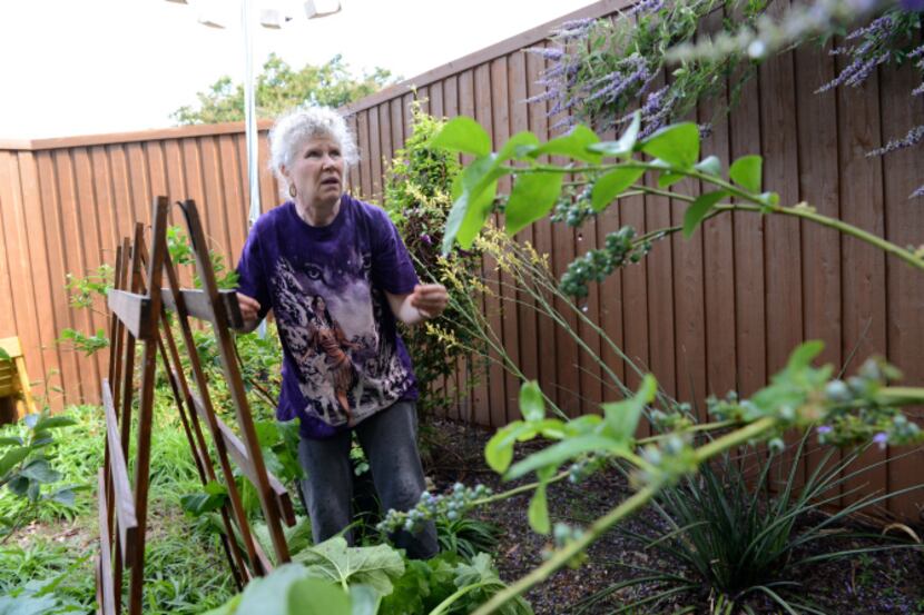 Catherine Lake tends to her organic garden in her Prestonwood neighborhood. 
