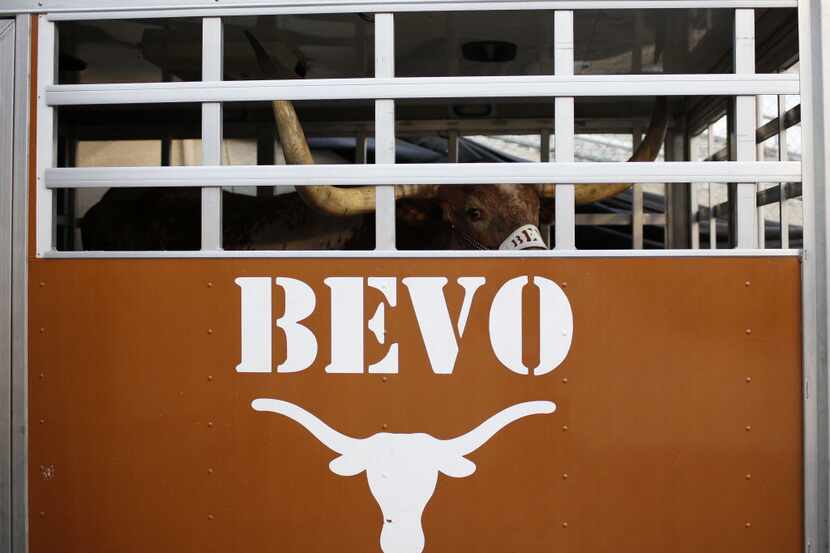 Texas Longhorns mascot Bevo waits in his trailer during the Red River Rivalry at Fair Park...