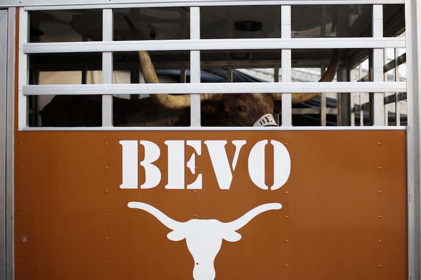 Texas mascot Bevo XIV waits in his trailer during the Red River Rivalry at Fair Park in...