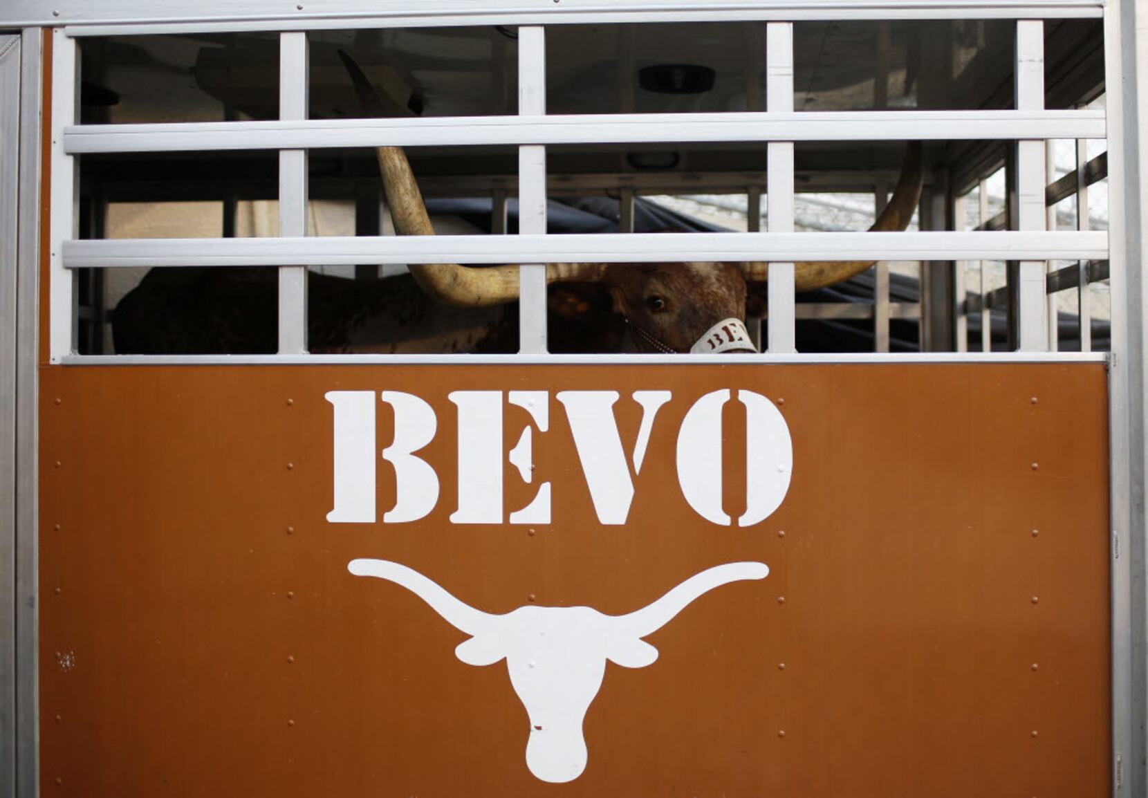 No Bevo: Texas mascot will miss Thanksgiving week game due to