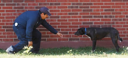  Dallas Animal Services animal control officer Esteban Rodriguez approaches a dog left loose...