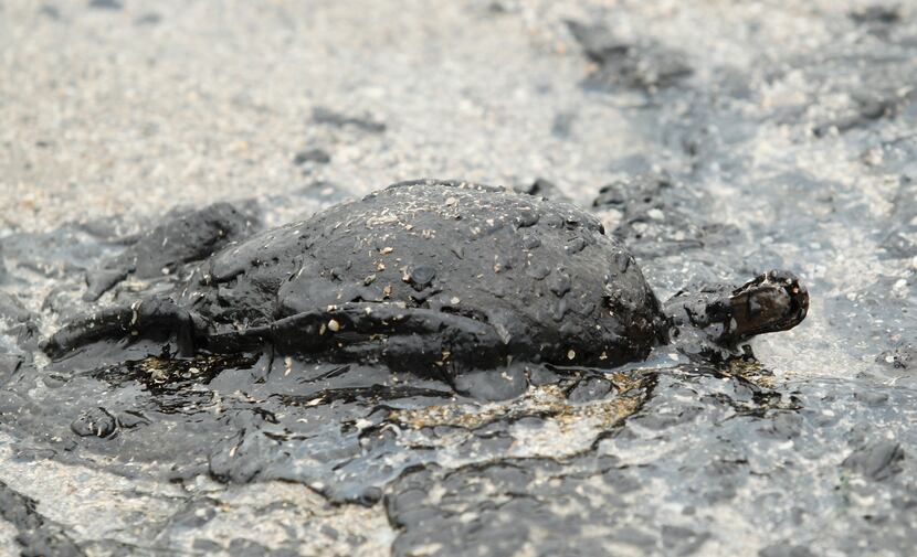 The body of a duck covered in heavy crude oil lays on the beach along Boddeker Road in...