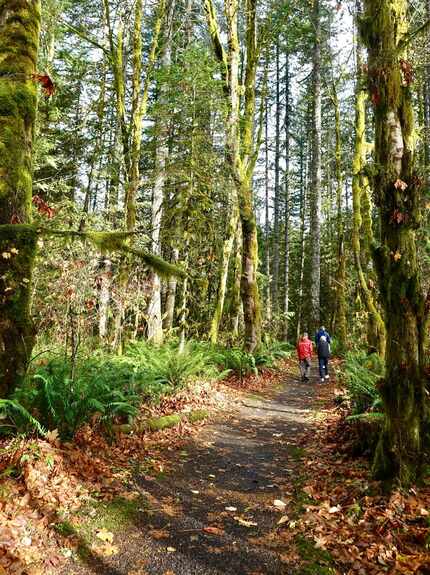Visitors stroll one of the circular trails in the Wildwood Wetlands, part of the rainforest...