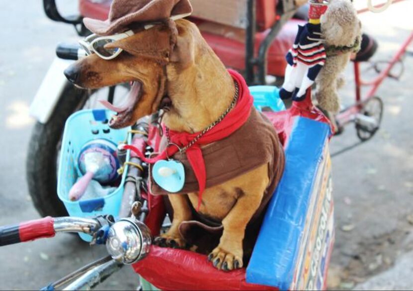 
A street performer’s dog. When asked nicely, the pooch actually ‘sang,’ i.e., howled for...