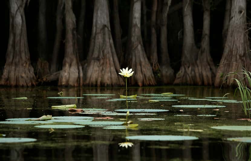 Flora is everywhere on Caddo Lake in Uncertain, Texas Tuesday June 26, 2018.