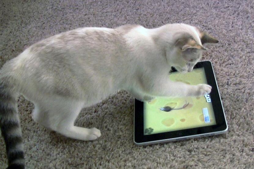 
T.J. Fuller’s cat Maxine plays Game for Cats on an iPad. Fuller’s and Nate Murray’s...