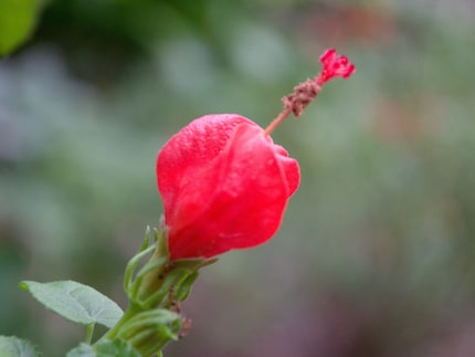 Turk's cap