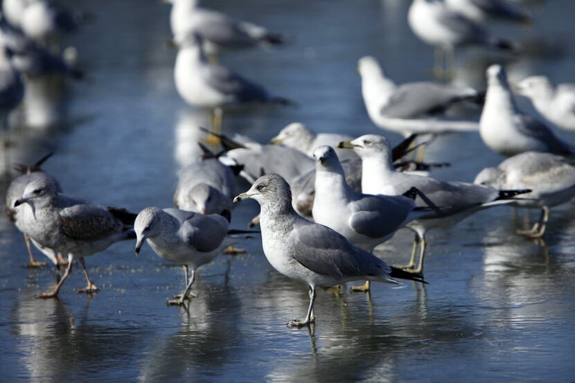 In 2010, Bachman Lake was so cold birds could stand on it. Before flying into the Dallas...