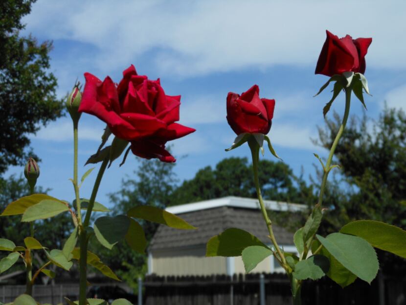 Margie Plunkett propagated the prolific bloomer 'Mirandy.' Garden tour visitors to the...