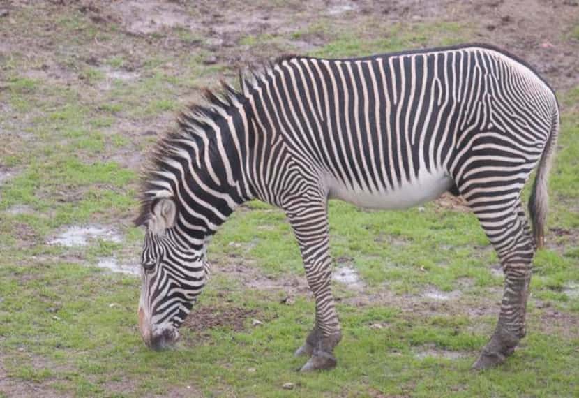 
All things being equus, do you prefer stripes or solids? Zebras and donkeys at Fuel City...