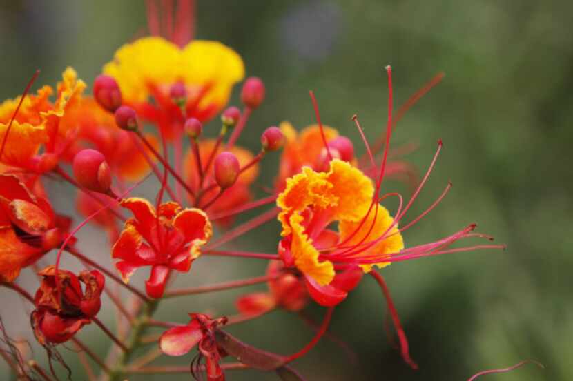 A flowering Pride of Barbados plant is featured in the garden of Ed and Suzanne Stegemoller,...