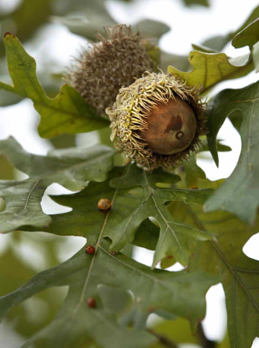 Bur Oak Acorns on a tree at Klyde Warren Park on October 22, 2012.