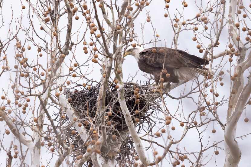 A bald eagle sits in a hawks' nest at White Rock Lake on Wednesday, Feb. 16, 2022, in...