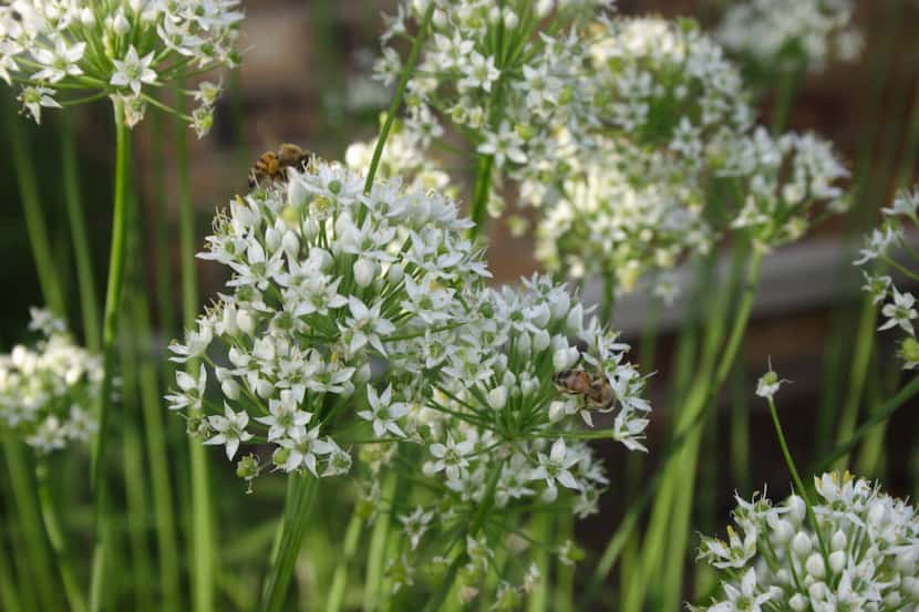 In late summer, garlic chives produce tall white flower heads that are enjoyed by bees and...