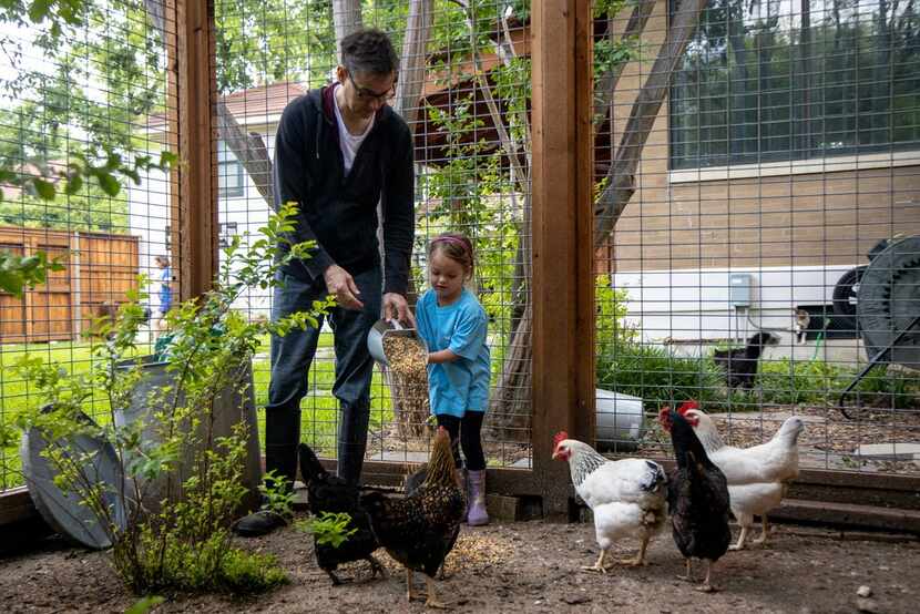 Dallas City Council member Scott Griggs feeds chicken with his daughter, Catalina Griggs, at...