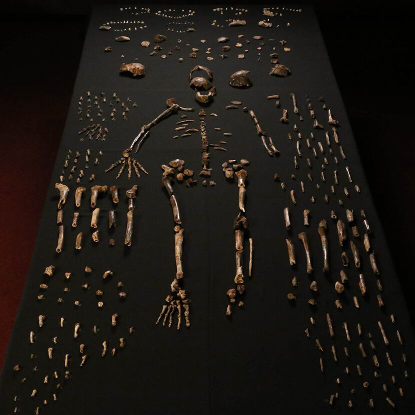 Bones laid out in 2015 of Homo naledi individuals.
