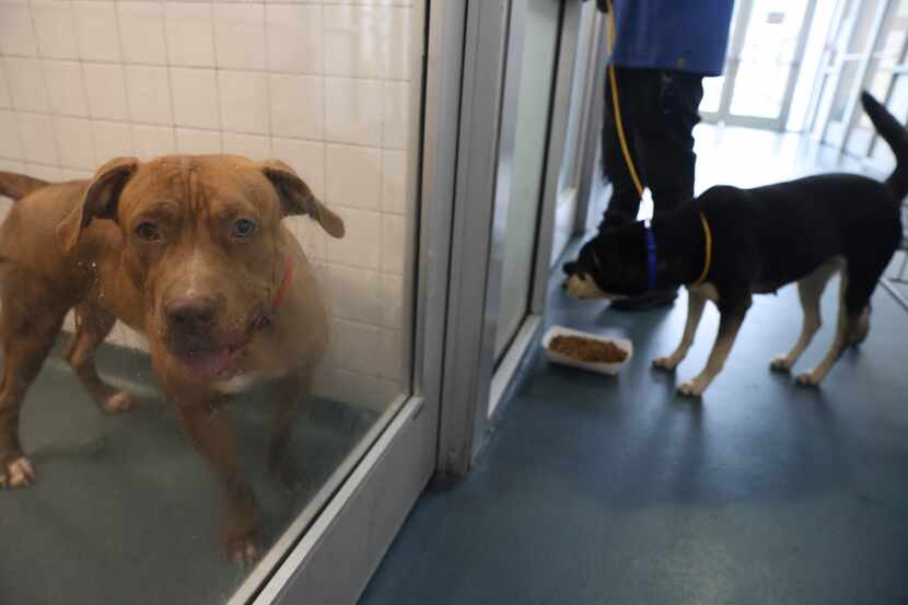 Jazzy peered through her kennel as another dog was fed Wednesday, Nov. 2, 2022, at Dallas...