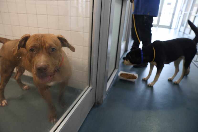 Jazzy peers through her kennel on one of the adoption aisles as another dog is fed Wednesday...