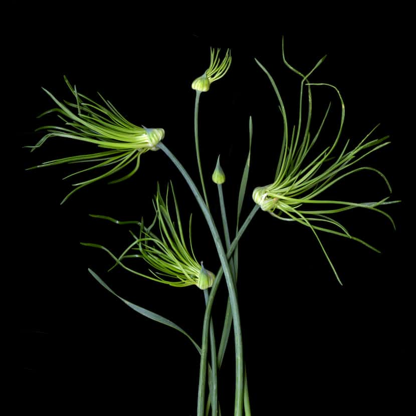 Carolyn Brown's "Wild Onion" is among the "portraits" of vegetables and plants that she has...