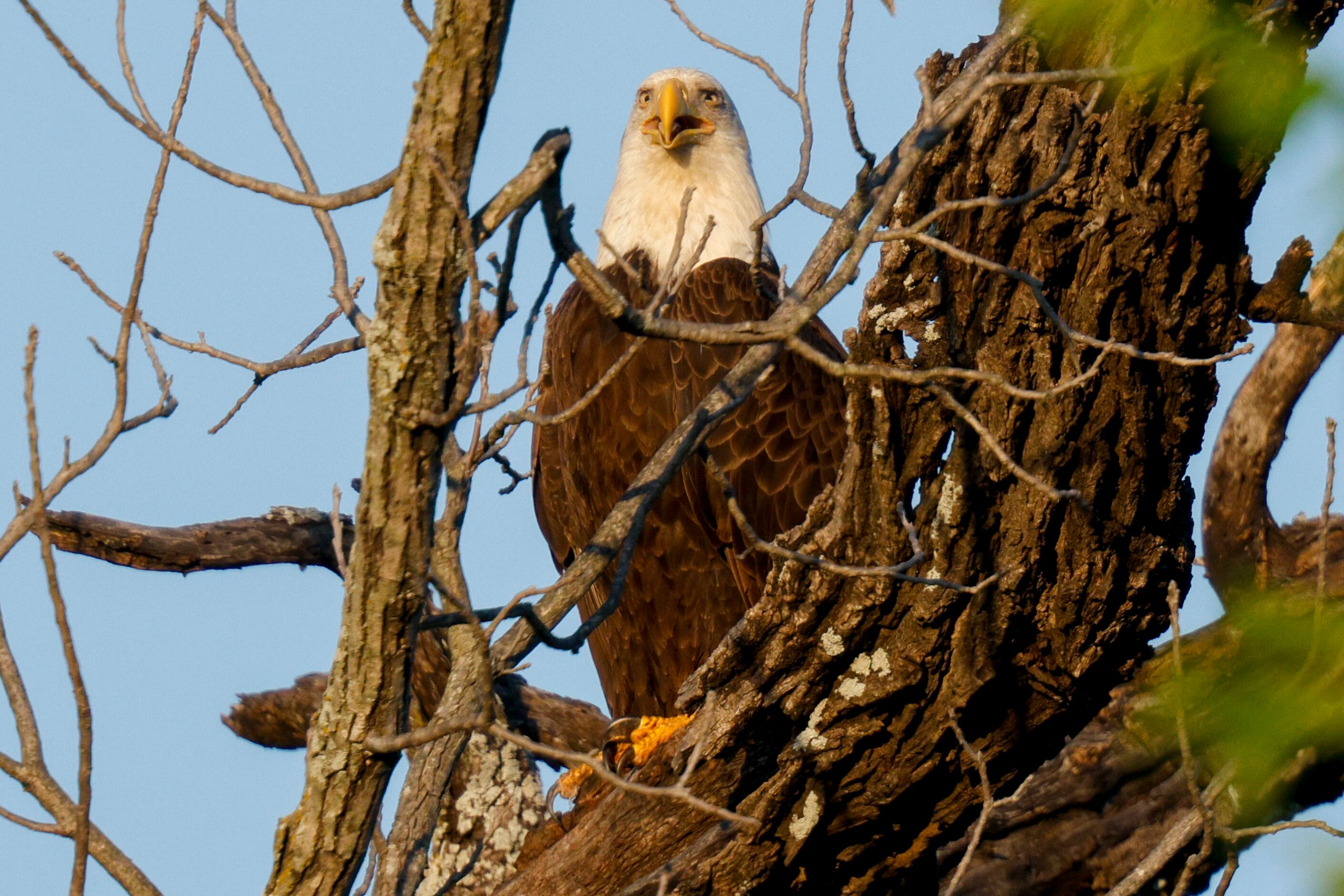 A bald eagle is seen in a tree near White Rock Lake, Tuesday, May 14, 2024, in Dallas.