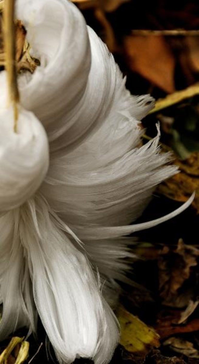 
Frostweed is transformed by autumn’s first freeze. The plant’s stalks burst into...