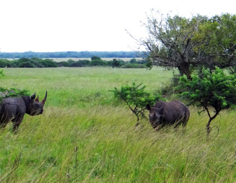 Black rhinos grazing on the savanna in the Phinda Private Game Reserve, where animals roam...