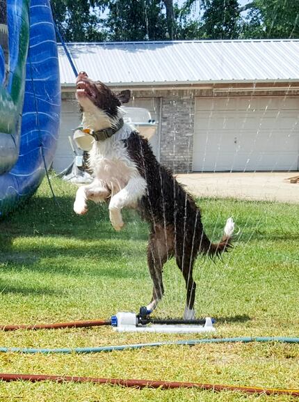 Baloo has always loved playing in the sprinkler.