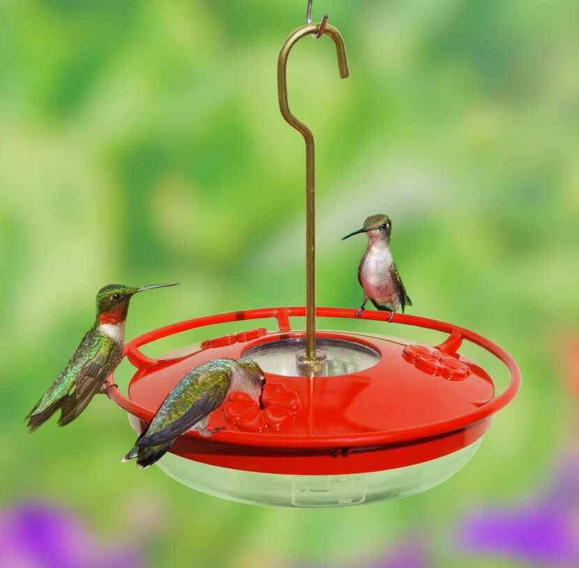 An easy-clean, saucer-style hummingbird feeder by Cole's Wild Bird Feed offers several ports...