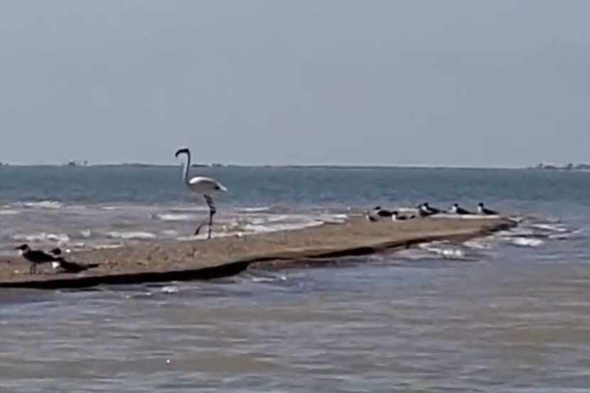 A flamingo that escaped a Kansas zoo in 2005 was spotted earlier this week in Port Aransas,...