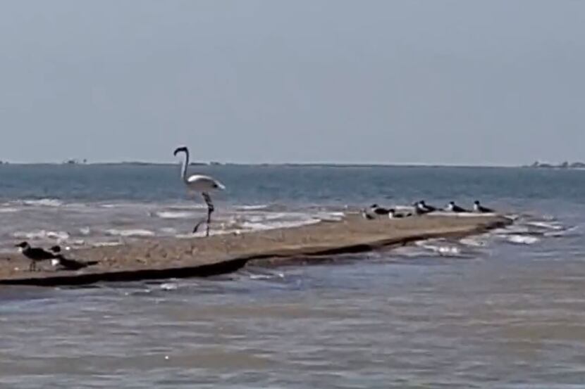 A flamingo that escaped a Kansas zoo in 2005 was spotted earlier this week in Port Aransas,...