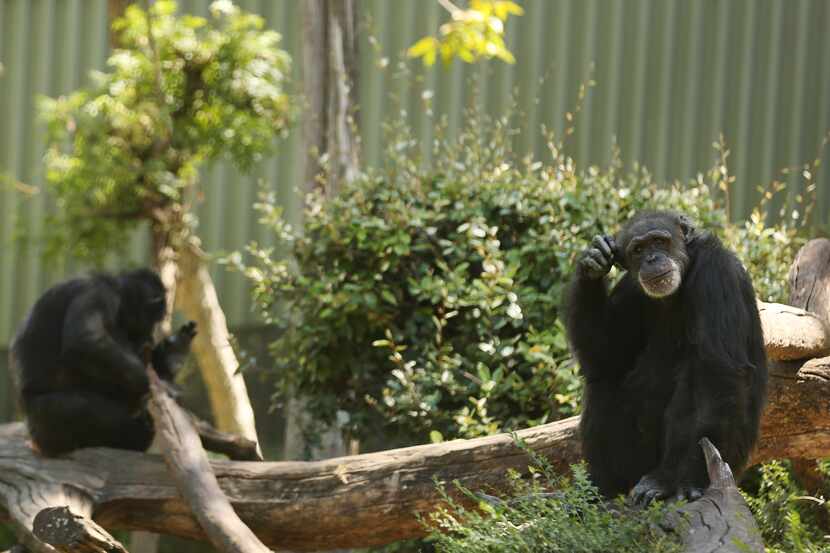 Missy (der), la chimpancé de más edad en el zoológico de dallas falleció el jueves.