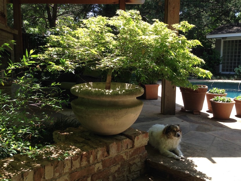 Japanese maples are excellent trees in general, but the 'Murasaki kiyohime' variety is among...