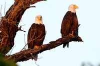 A pair of bald eagles sit on a tree branch near White Rock Lake, Monday, May 13, 2024, in...