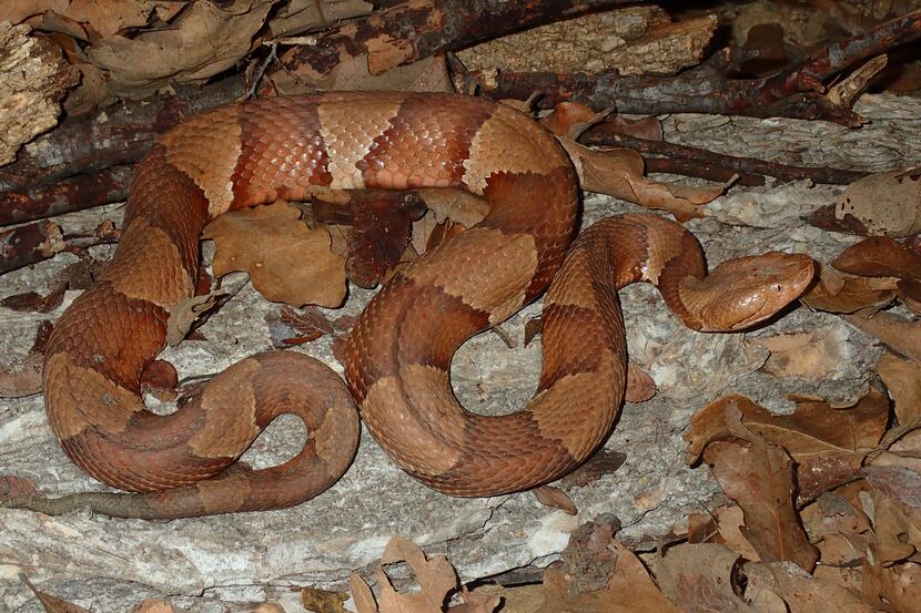 Snakes of Texas: Copperheads, with their flashy banded pattern and tawny coloring, may be...