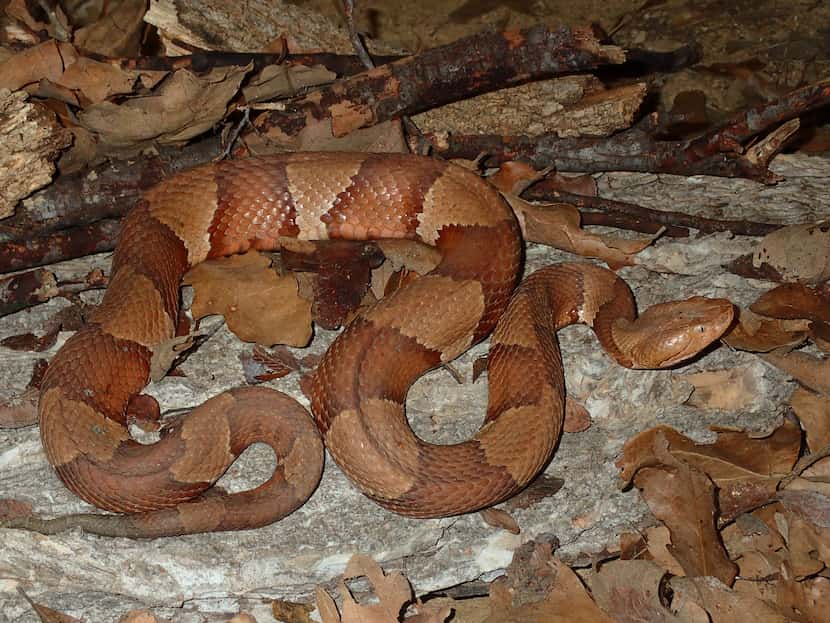 La víbora cabeza cobriza, una serpiente venenosa, se puede encontrar en zonas naturales y...