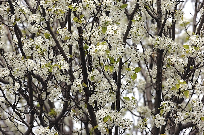 Bradford pear trees in Denton