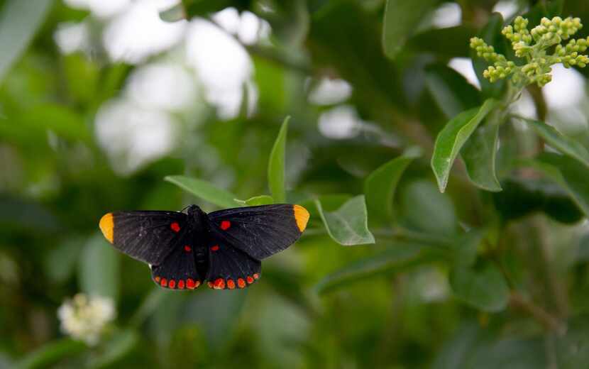 A red-bordered Pixie butterfly at the National Butterfly Center in Mission.