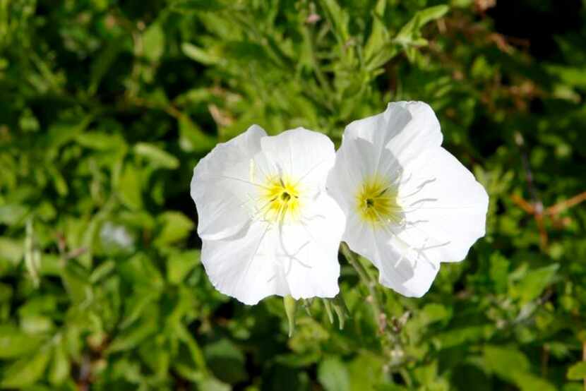 
Evening primrose (Oenothera pallida), especially valuable to native bees, is a good choice...