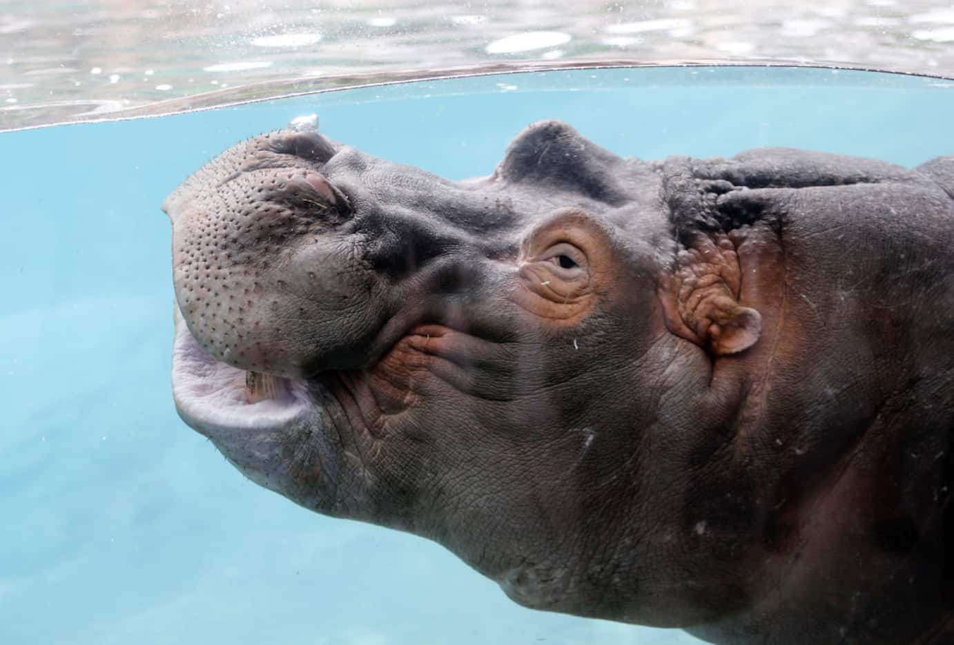 Adhama near the viewing glass during the grand opening of the Dallas Zoo's hippo exhibit in...