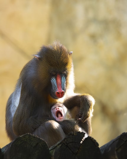 Jasper was the second baby mandrill born at the Fort Worth Zoo in 2024. He was born in...