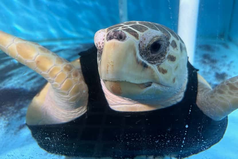 Howlite is an endangered loggerhead sea turtle that arrived to the Dallas Children's Aquarium.