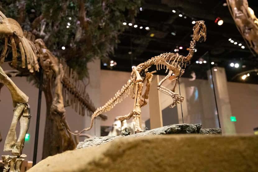 Convolosaurus marri, displayed here at the Perot Museum of Nature and Science, lived about...