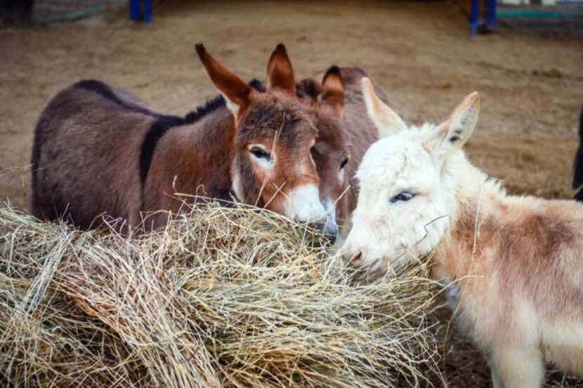 Miniature donkeys at the Rodeo Center Ranch in Mesquite graze on hay.