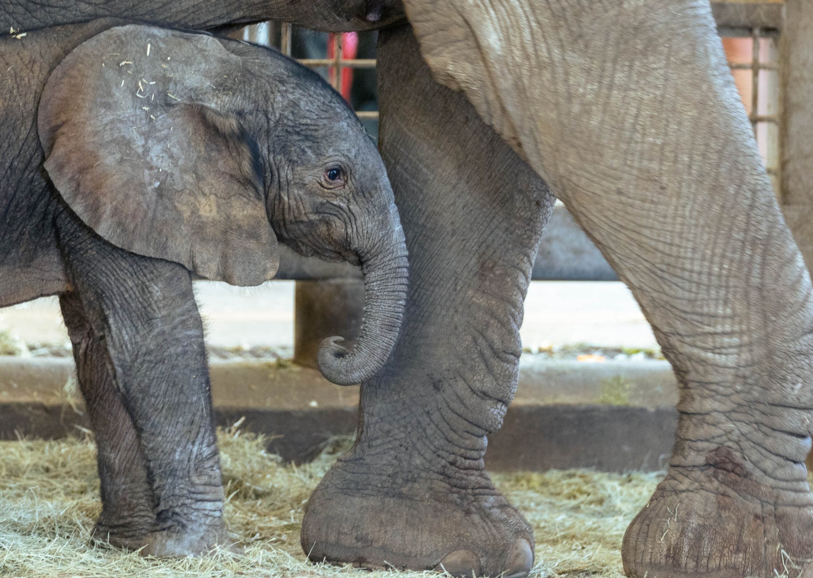 Healthy Elephant Baby born! – Zoo Berlin