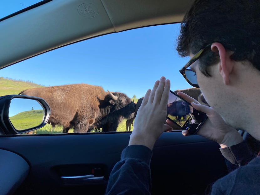 Cooper takes a video of buffalo at Custer State Park in South Dakota the week of his 20th...