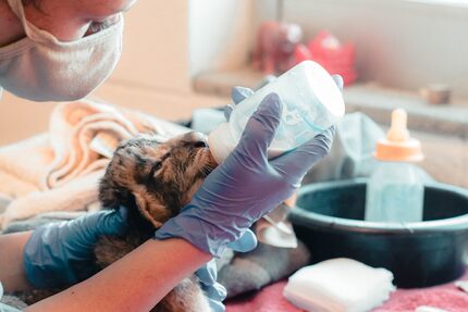 Izwi, one of three African lion cubs born Aug. 17 at the Dallas Zoo, received a bottle a day...