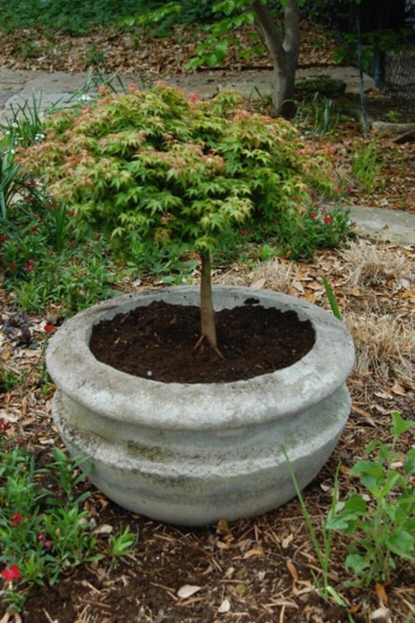 Howard Garrett's dwarf Japanese maple has flourished, loves its home in the big concrete...