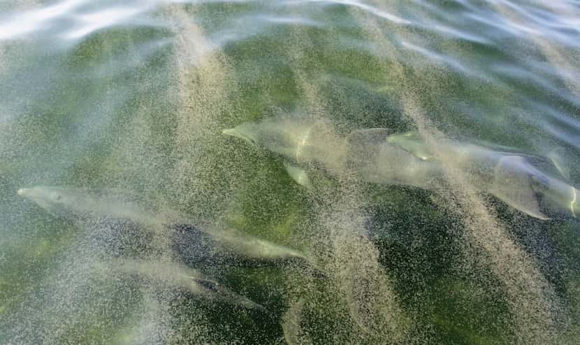A pod of bottlenose dolphins swims under the oily water of Chandeleur Sound, La., in 2010,...